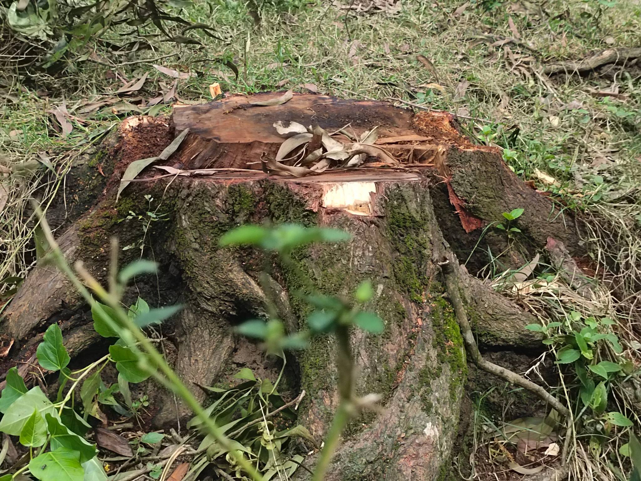 কলাপাড়ায় সরকারি গাছ কর্তনের অভিযোগ