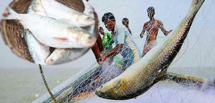 আসছে ইলিশ ধরায় নিষেধাজ্ঞা