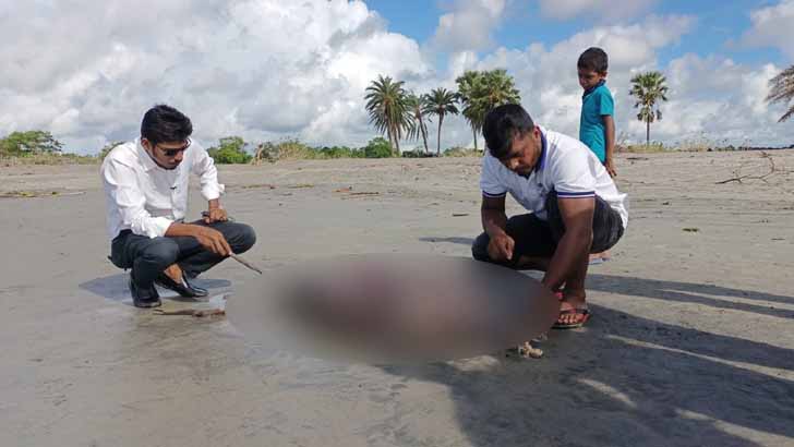 সৈকতে এবার ভেসে এলো মৃত শুশুক