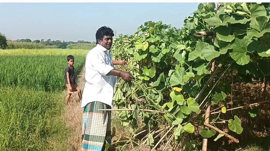 লাউগাছের সাথে এ কেমন শত্রুতা