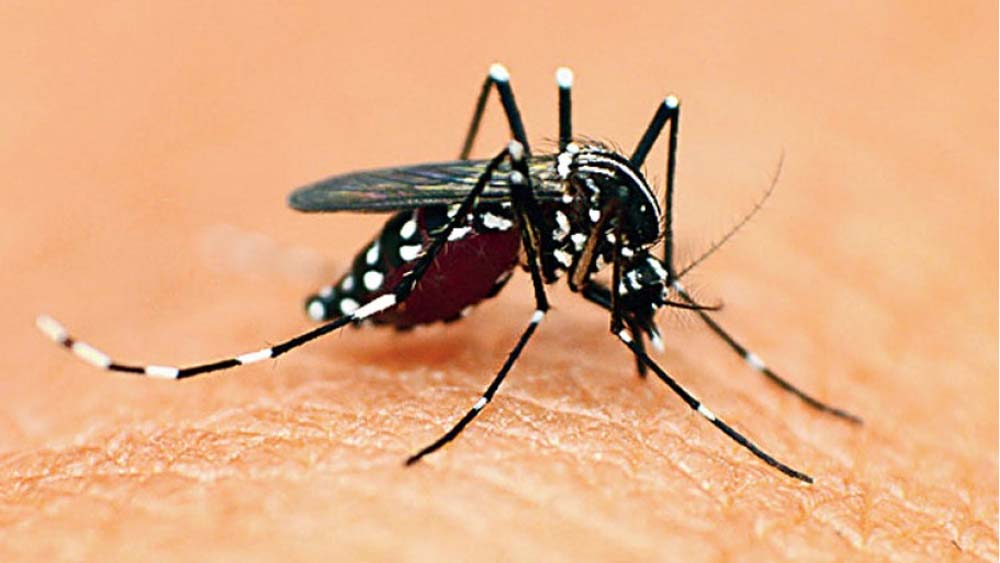 ডেঙ্গিতে একদিনে ৮ জনের মৃত্যু