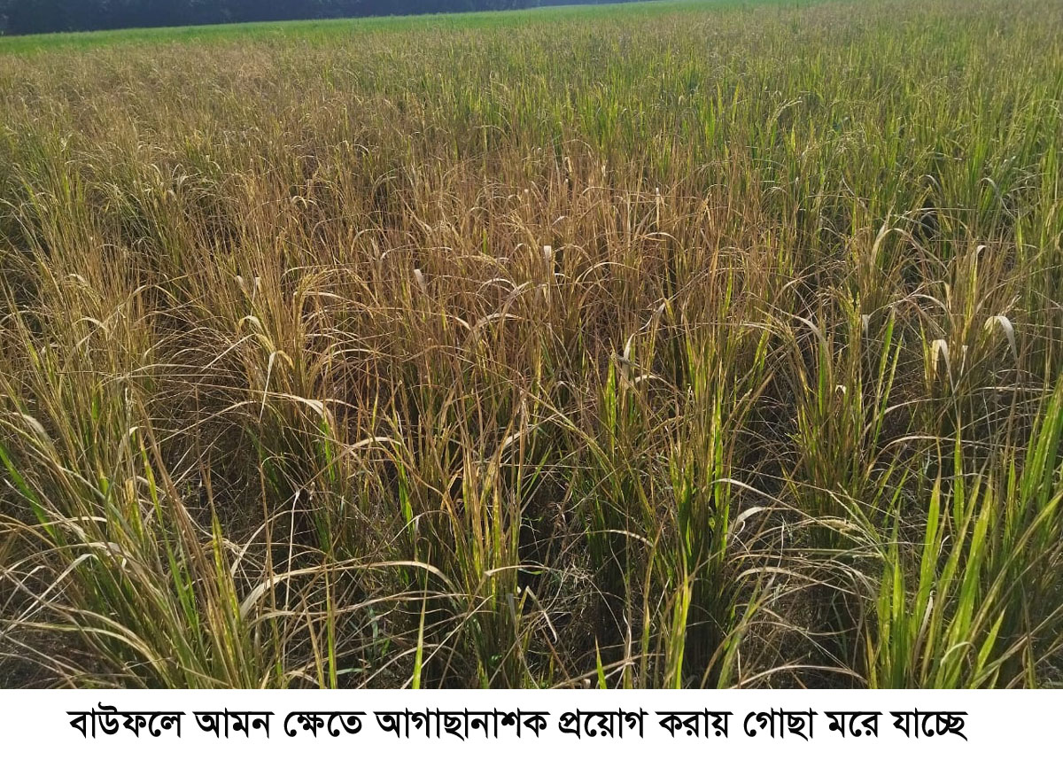 বাউফলে ধানক্ষেতে আগাছানাশক  প্রয়োগের অভিযোগ