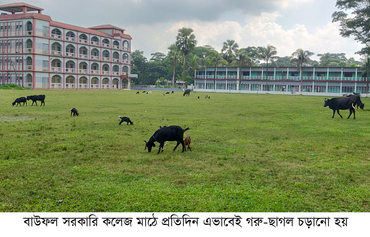 বাউফল সরকারি কলেজের মাঠ যেন গো-চারণ ভূমি