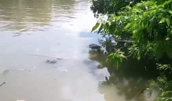 বাউফলে নদী থেকে বৃদ্ধার লাশ উদ্ধার।
