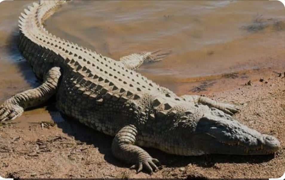 কুমির ভেবে ঘরিয়াল বেধে রেখেছেন স্থানীয়রা